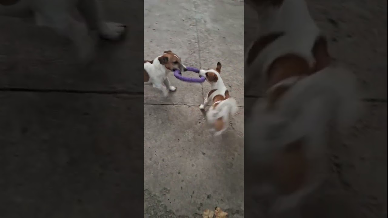 развлекаются😄 