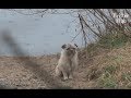 Loyal Dog Can't Let Go Of His Dead Wife | Animal in Crisis EP30