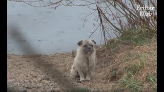 Loyal Dog Cant Let Go Of His Dead Wife Animal In Crisis Ep30