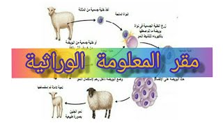 الدرس 31 مقر المعلومة الوراثية دروس العلوم 4متوسط