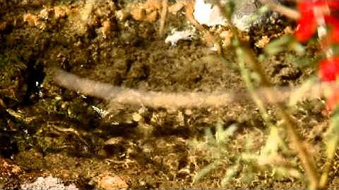 Inventory & Monitoring in Big Bend National Park