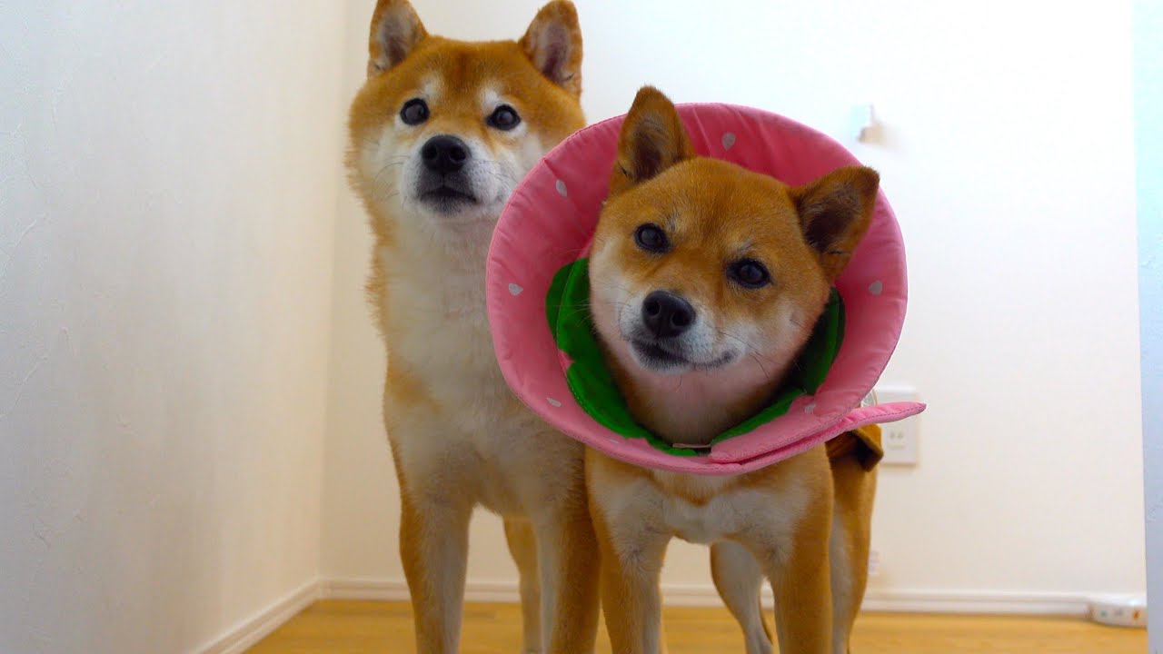 上品なブランド 術後の柴犬、進展ありました。 YouTube - ピアス