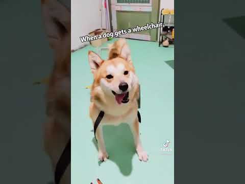 Vídeo: Turista Canadense Na Tailândia Salva Cachorro Paralisado De Uma Vida De Sofrimento