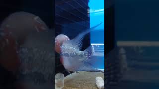 Buying A Weird Fish Profile