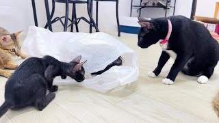 I Tried To buy many Toys for all my cat! but they are not want to play….! Plastic bag is the best 🤣