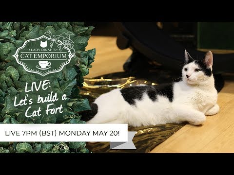 cats inn LIVE: We're building a Cat Fort!
