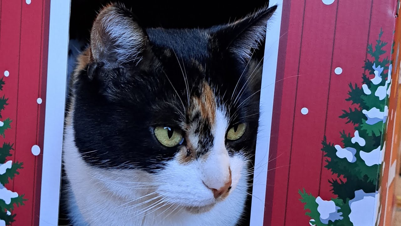 Funny and scary videos of my animals 