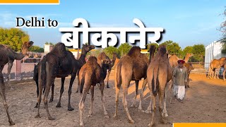 BIKANER - The Royal city of Rajasthan / Travel Guide