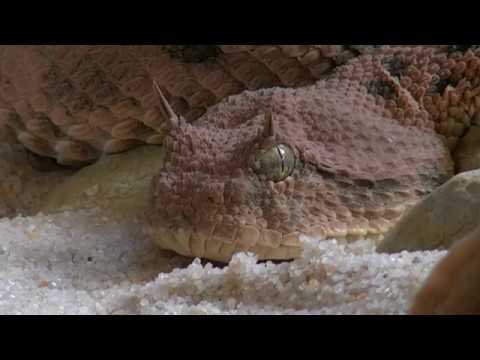 World Dangerous Snake Closeup View Video 4k