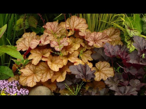 Видео: Съвременни сортове Heuchera