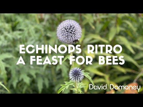 Video: Growing Globe Thistle Flowers - Informatie over Globe Thistle Echinops