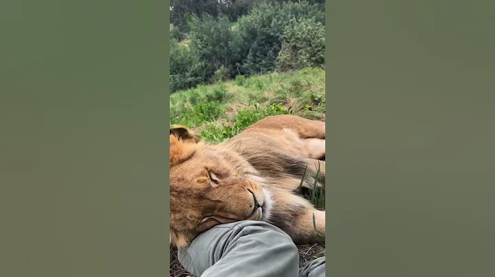 Lion cuddles 🥰🦁 #animal #animals #short #shorts #cute #lion #cuddles #cuddle #cat #bigcat #jungle