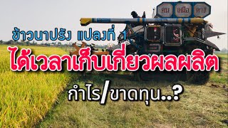 เกี่ยวข้าวนาปรัง ผลผลิต จะได้กำไรหรือขาดทุน ข้าวนาปรัง กข 61 แปลงที่ 1