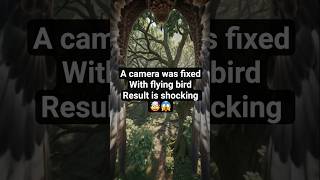 if you fix camera with flying birds and discover the #adventure #gimbaloperator #wildlifecamera