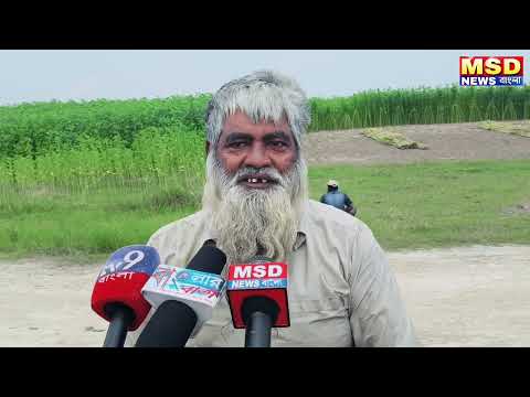 পাটের দাম থাকলেও হতাশ জলঙ্গীর সীমান্তের চাষীরা