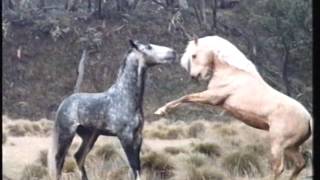 Opening To Nine Months Uk Vhs 1996 Rental