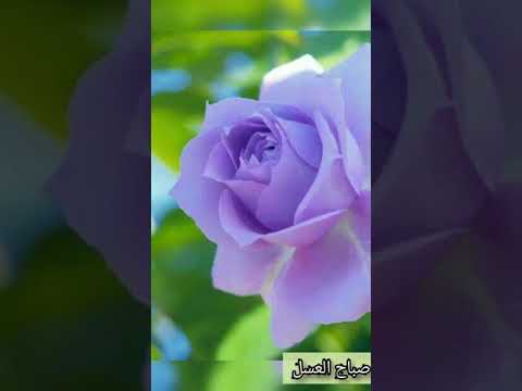 صباح العسل