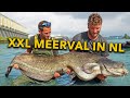 Vissen groter dan wij mensen – Meerval van ruim 2 meter in Rotterdam
