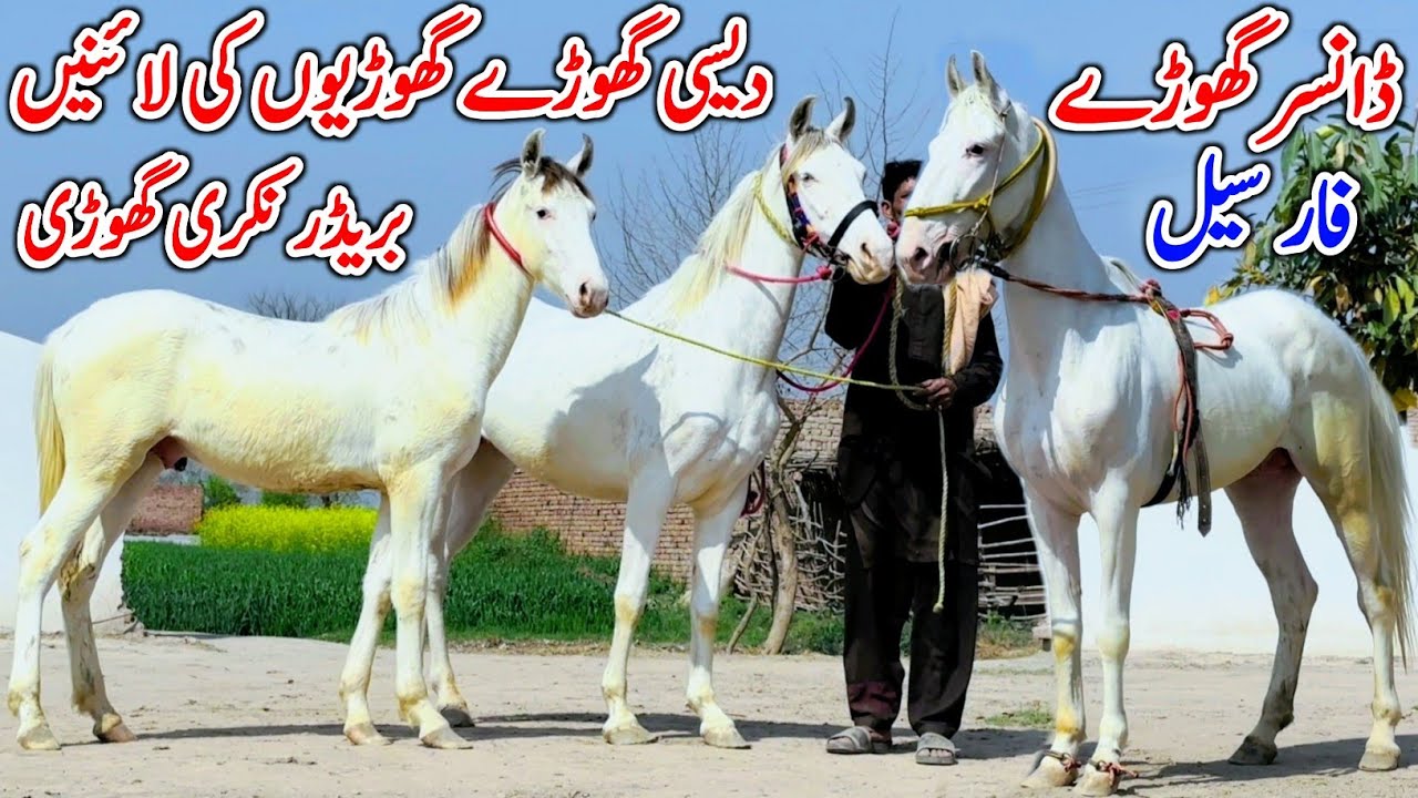 Desi Nukra Horse & Desi Nukri Ghori For Sale 🐎 2026 | Desi Horse Farm | Horse Sale In Punjab