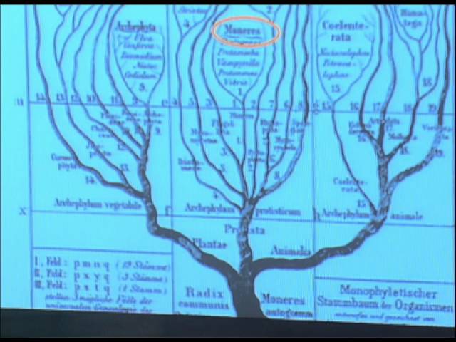 Diversidade Biológica e Filogenia - videoaula 1