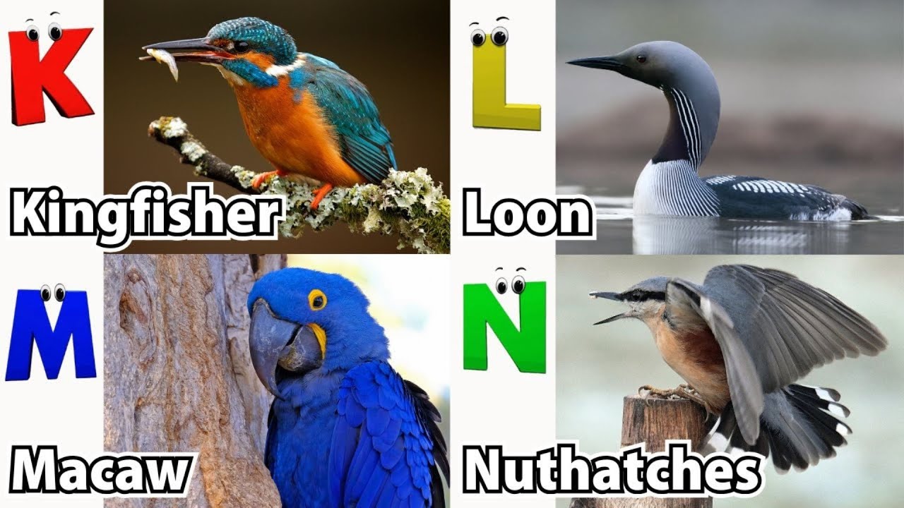 ABC Flying Animals Song for Kids | Learn English and Animals 