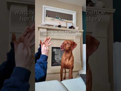 Video preview for a humorous Kiwi Checks Out short