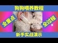 狗狗喂养教程, 新手实战演示, 全重点, 全过程, 小狗喂奶