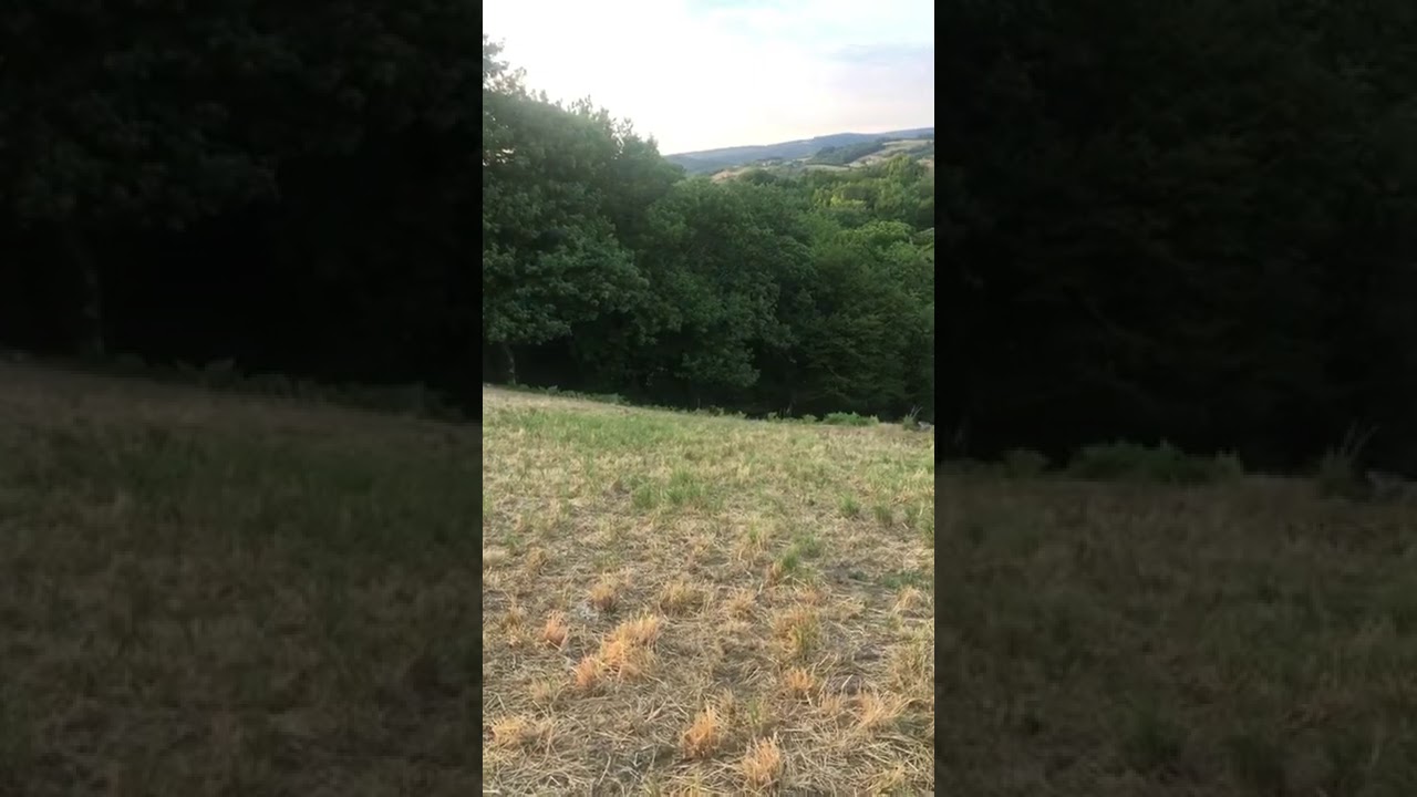 Reclamo celo del corzo 2020 Francia