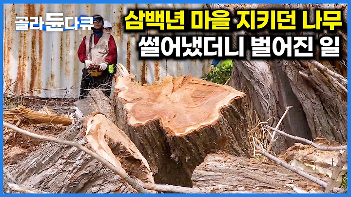 300년 동안 멀쩡했는데 이럴 줄은 몰랐다. 두꺼운 나무 톱으로 썰어낸 결과｜극한직업｜#골라듄다큐