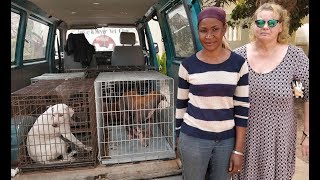 TNR: 5 dogs with too many problems by VetClinicGambia 97,055 views 6 years ago 5 minutes, 9 seconds