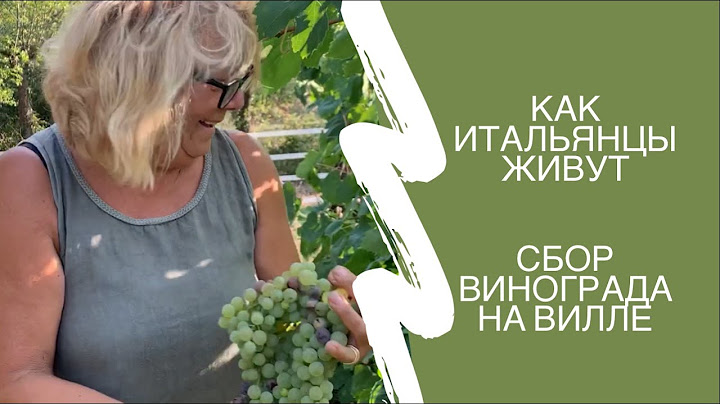 Как итальянцы живут: сбор винограда на вилле около Рима.