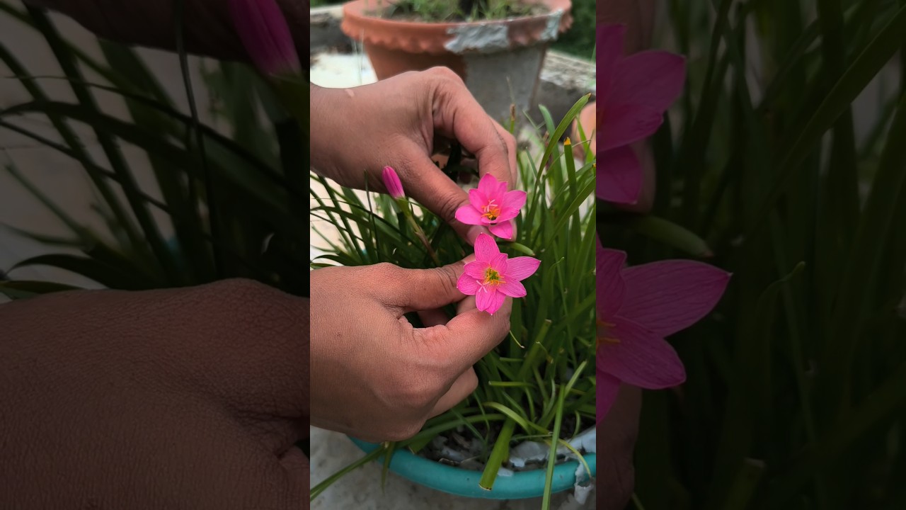 আমার ছাদ বাগানের Rain Lily 🌸♥️ #shorts #ytshorts #gardening #rainlilyflower