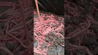 Cacing Nipah Buat Umpan Mancing