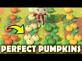 🎃 20 PUMPKIN FACTS & How To Make The PERFECT Pumpkin Patch In Animal Crossing New Horizons!