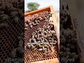 We Almost Starved Billions by Poisoning Bees