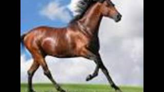 Midabada Faradaha. Faarax Afcad, Guled Jucfe, Ismacil Mire Iyo Cali J Habiil