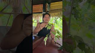 Cách Phân Biệt Sâm Lai Châu Với Sâm Ngọc Linh P1