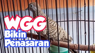 Suara dan Ciri Perkutut WGG Istimewa