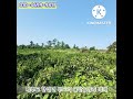 [NO.8]제주시 한경면 두모리 과수원, 임야 매매. 제주도 투자용 부동산 추천 [카카오부동산노주환010-4699-9817] #shorts