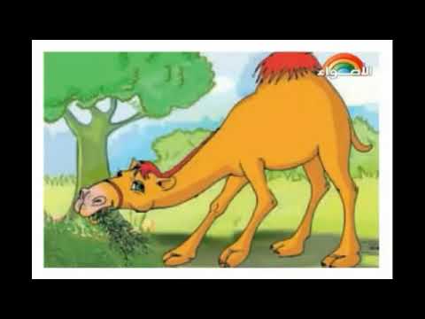 lagu Arabic unta🎶