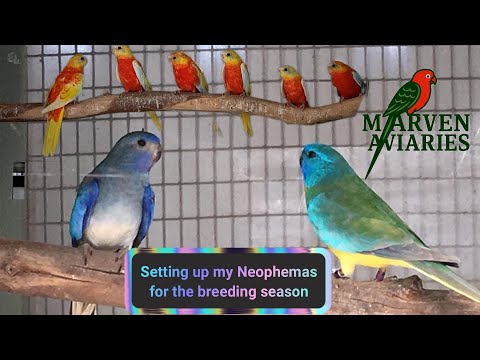 Setting up my Neophema Parrots for the breeding season.