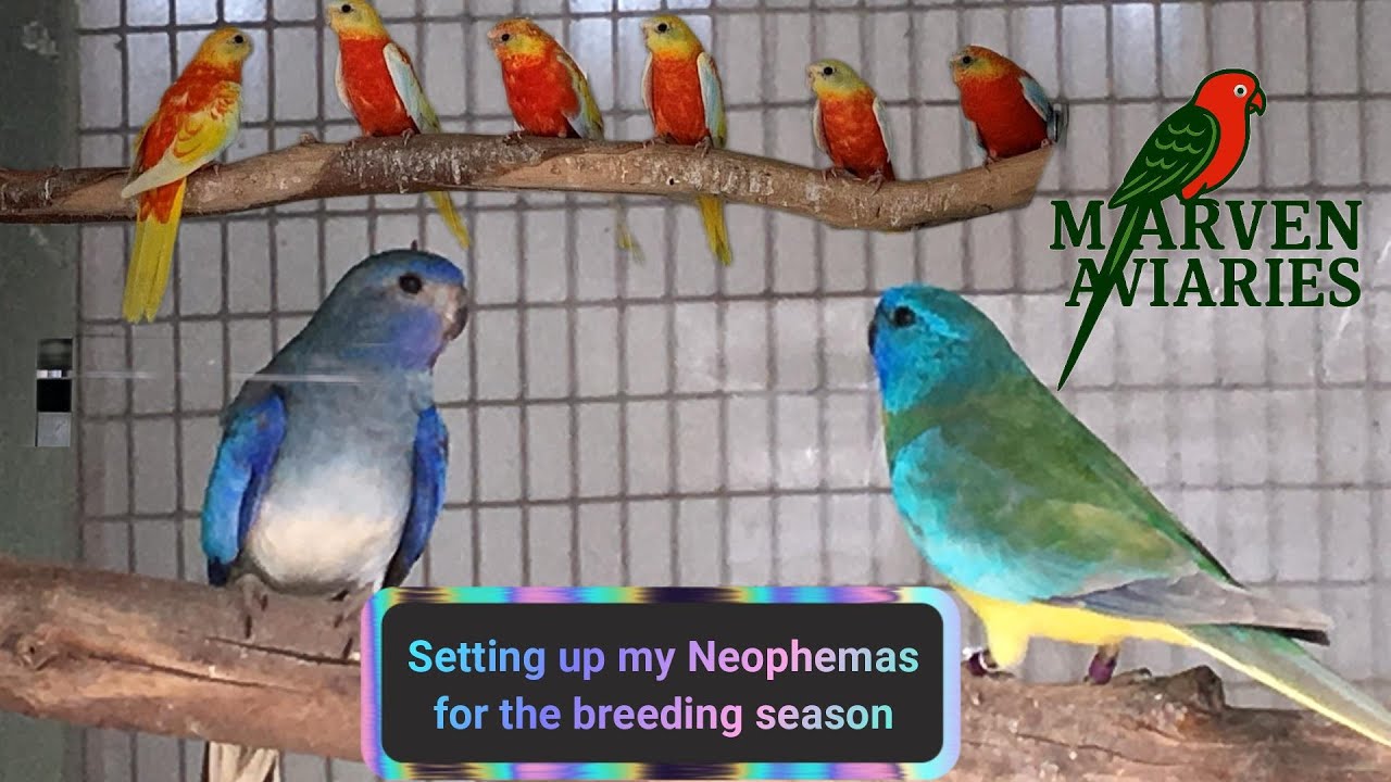 Setting up my Neophema Parrots for the breeding season.