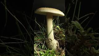 Amanita Ta From Veil To Spores