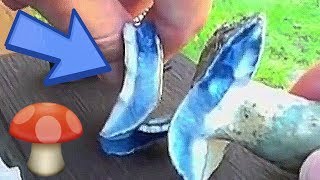 Mushroom Turns Blue When Exposed to Air - Stay Curious Ep #2