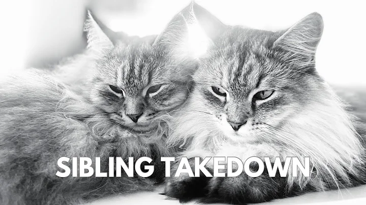 Video 11061921: siberian forest cat, beautiful forest cat