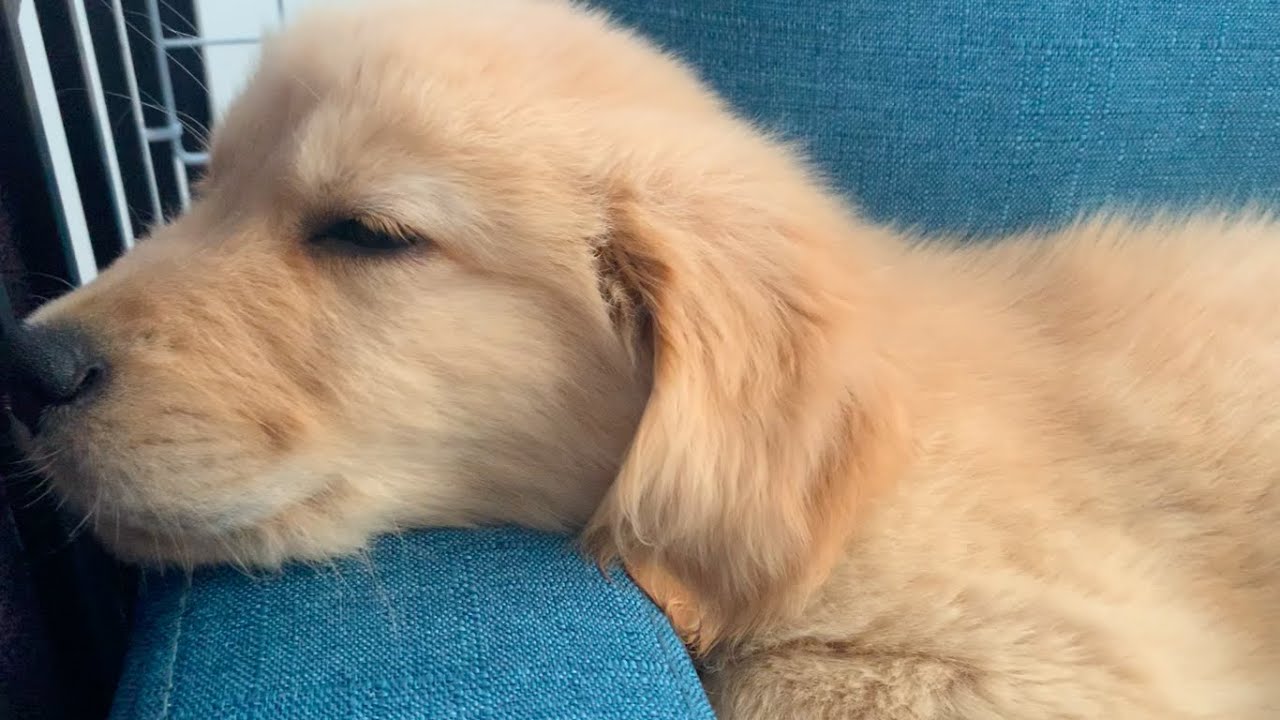 東京都内在住一人暮らしが 大型犬 ゴールデンレトリバー を実際に飼ってみて思ったこと Youtube 東京都内在住一人暮らしが 大型犬 ゴールデンレトリバー を実際に飼ってみて思ったこと Youtube