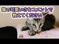 【カメラ目線ではしゃぐ猫】~猫じゃらしvsマロン君~