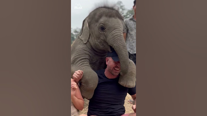Baby elephant tries to get a 'piggyback'