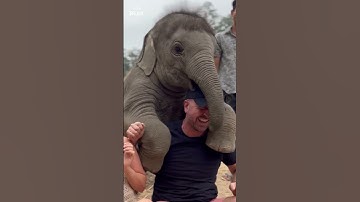Baby elephant tries to get a 