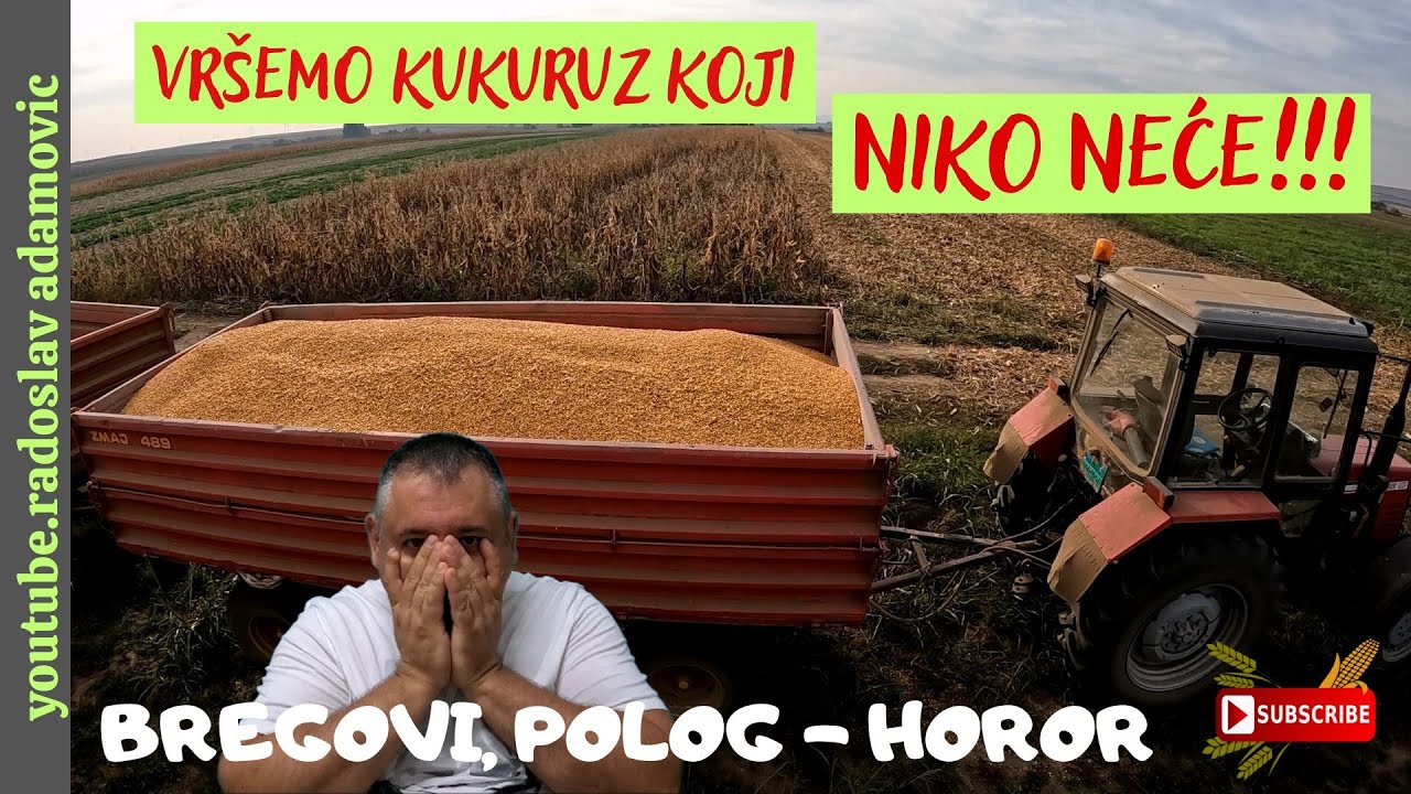 VRŠEMO KUKURUZ KOJI NIKO NEĆE!!! BREGOVI, POLOGHOROR ; WE ARE